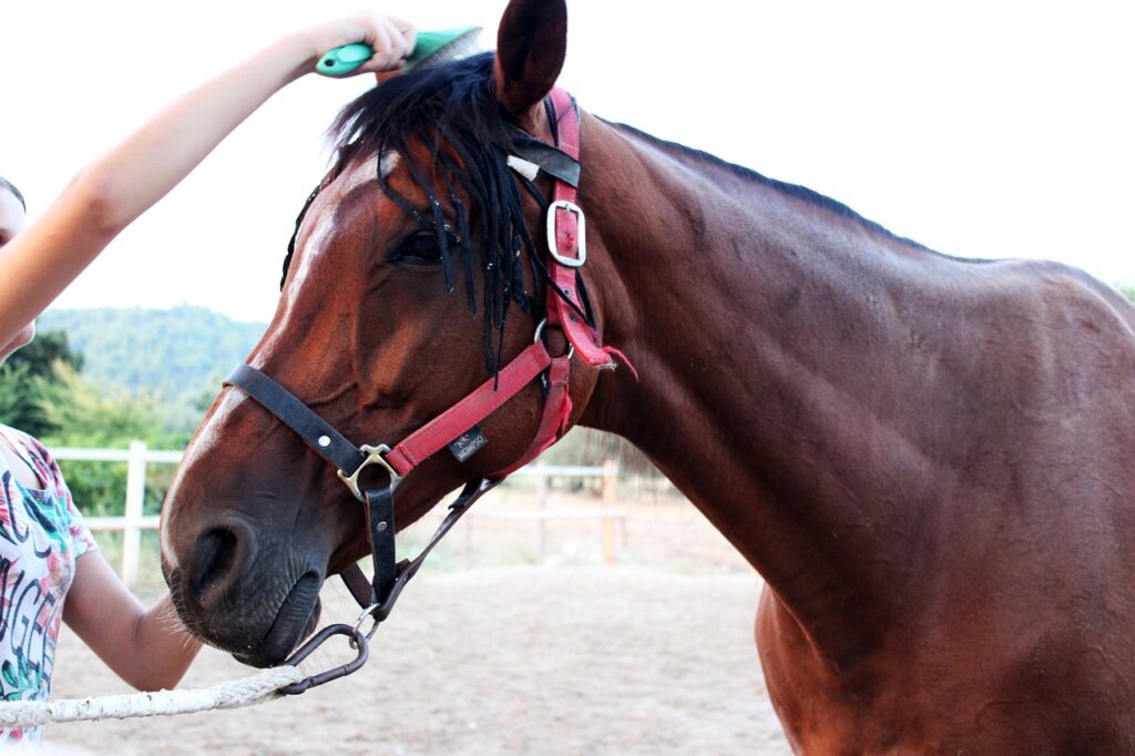 horse, trim, comb horse-2778292.jpg